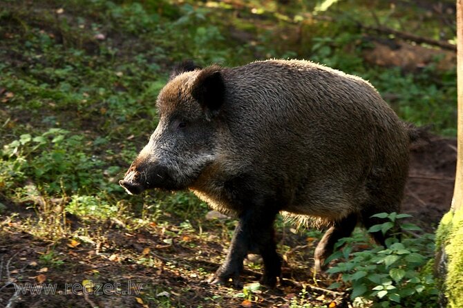 Day trip to Gauja National Park: animals, castles and a cave - Key points to know before booking