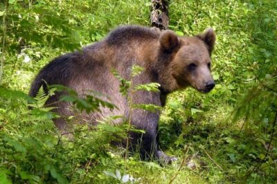 Day trip to Gauja National Park: animals, castles and a cave