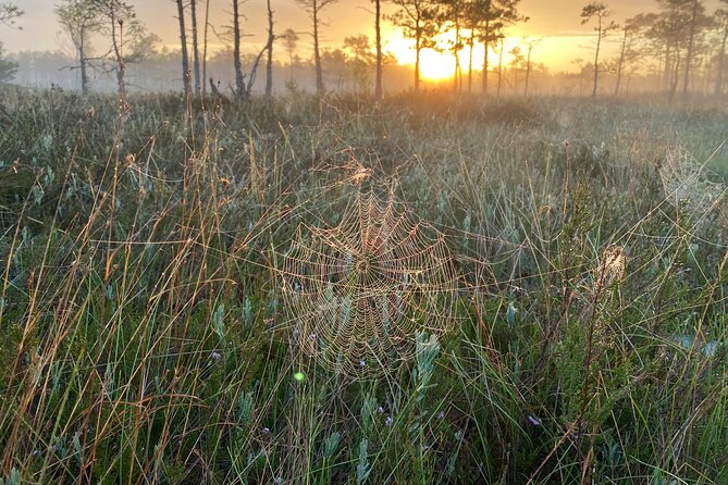 From Riga: Kemeri Bog Boardwalk and Jurmala Seaside - Who should book this outing