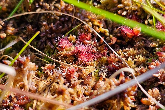 Great Ķemeri Bog and Swamp Forest Hiking Adventure - Pickup from Riga or Jūrmala