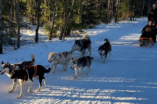 Husky dog sled/bike kart ride in Latvia ~ 3h group tour from Riga - Key points before you book