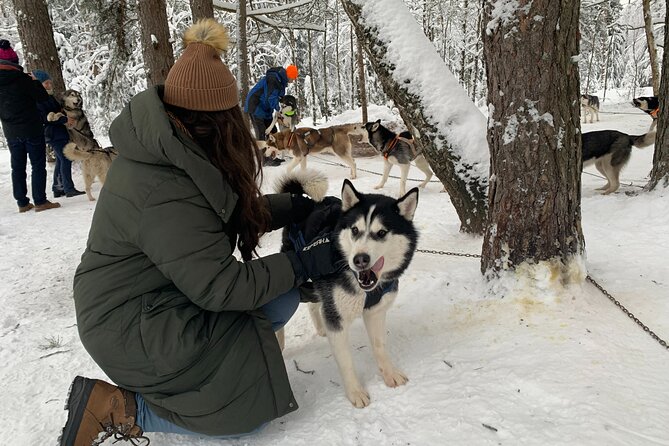 Husky dog sled/bike kart ride in Latvia ~ 3h group tour from Riga - Meeting the huskies before the run