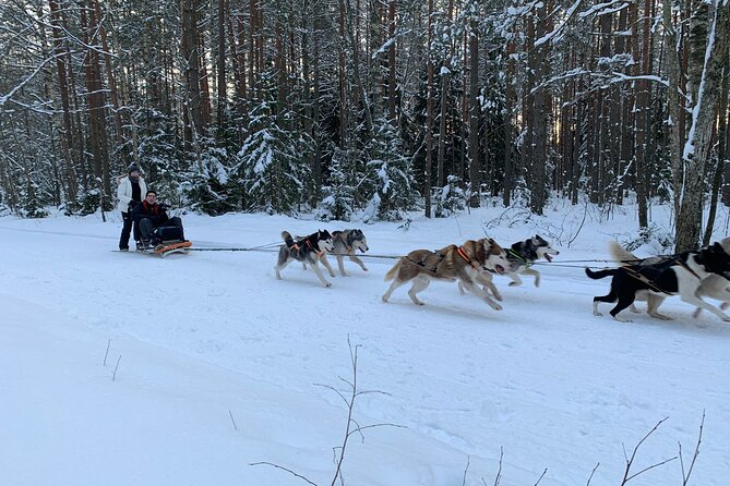 Husky dog sled/bike kart ride in Latvia ~ 3h group tour from Riga - Who will enjoy this outing most?