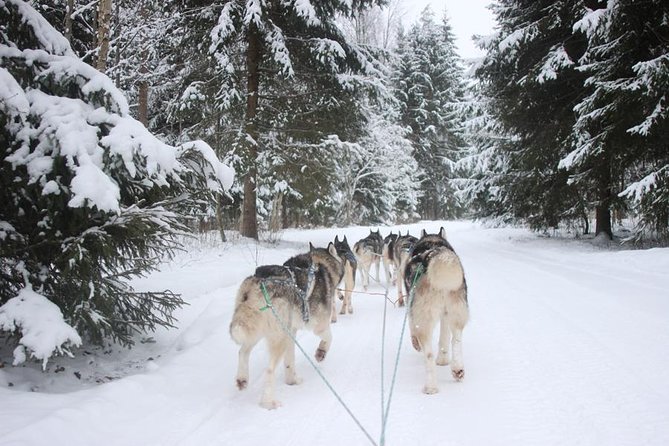 Husky Dog Sledding Tour From Riga - Key points to know before booking