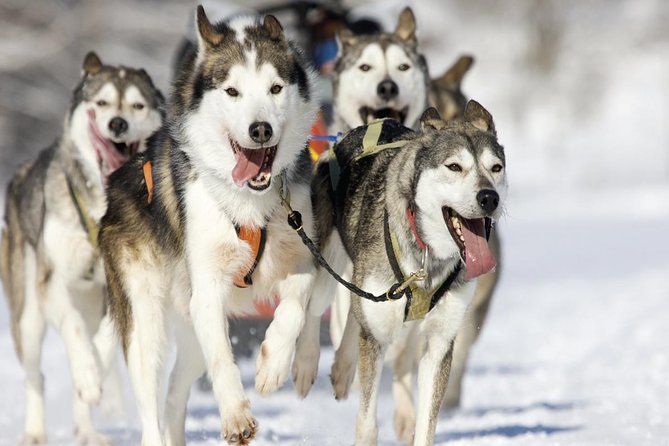 Husky Dog Sledding Tour From Riga - Why this husky tour works well from Riga