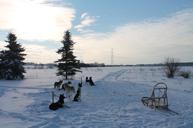 Husky Dog Sledding Tour From Riga - When snow turns the sled into a dog-cart