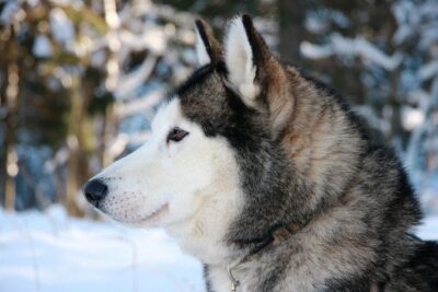 Husky Dog Sledding Tour From Riga