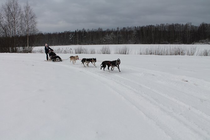 Husky Dog Sledding Tour From Riga - Warming up with tea, snacks, and local touches