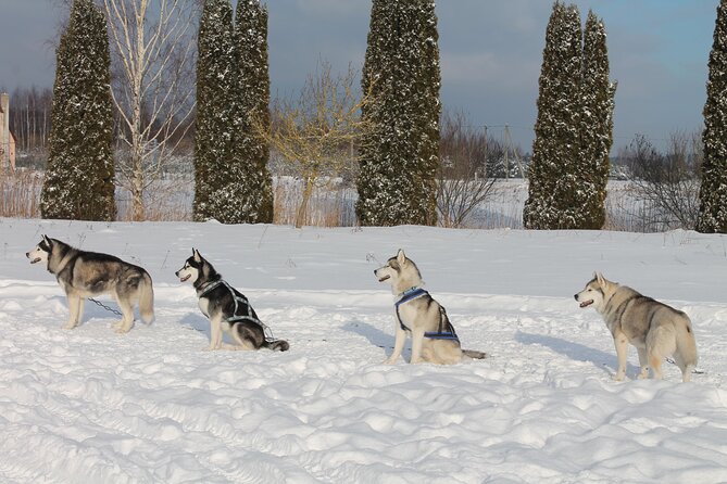 Husky Dog Sledding Tour From Riga - Walking the Great Kangari trails or Blue Hill