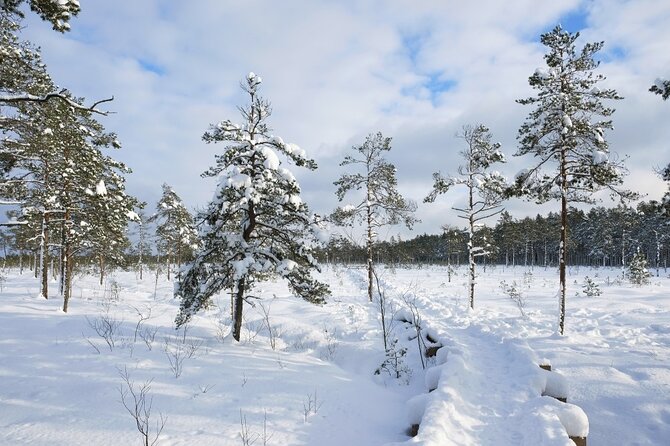 Husky Dog Sledding Tour From Riga - A private outing with practical transport