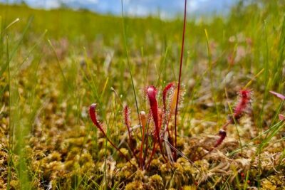 Ķemeri Great Bog Discovery With Optional Sunrise & Jūrmala Visit