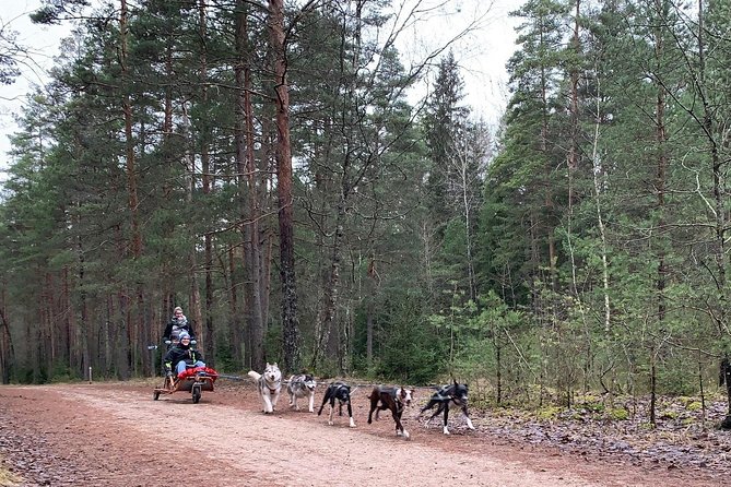Ultimate Husky dog sledding experience in Latvia - Private tour from Riga - Key points to know before booking