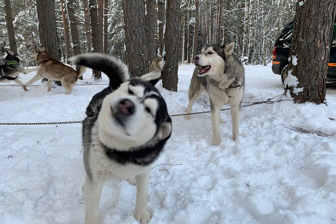 Ultimate Husky dog sledding experience in Latvia - Private tour from Riga - Leaving Riga for the conifer forest