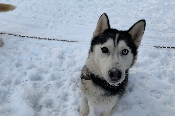 Ultimate Husky dog sledding experience in Latvia - Private tour from Riga - Warming up with drinks and a forest view