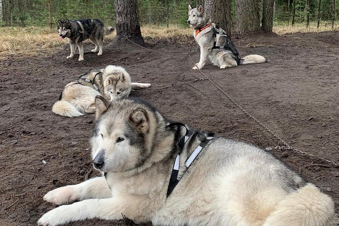 Ultimate Husky dog sledding experience in Latvia - Private tour from Riga - What private touring changes