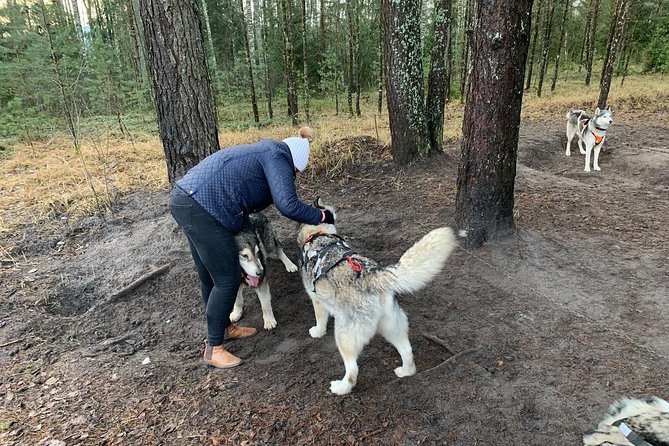 Ultimate Husky dog sledding experience in Latvia - Private tour from Riga - Is $168.20 a fair price?