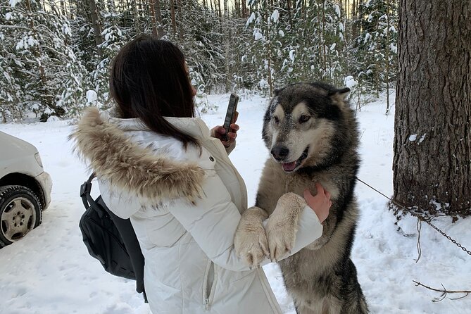 Ultimate Husky dog sledding experience in Latvia - Private tour from Riga - Weather, clothing, and comfort