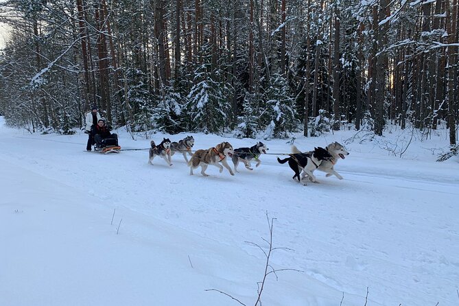 Ultimate Husky dog sledding experience in Latvia - Private tour from Riga - Meeting the huskies before the ride